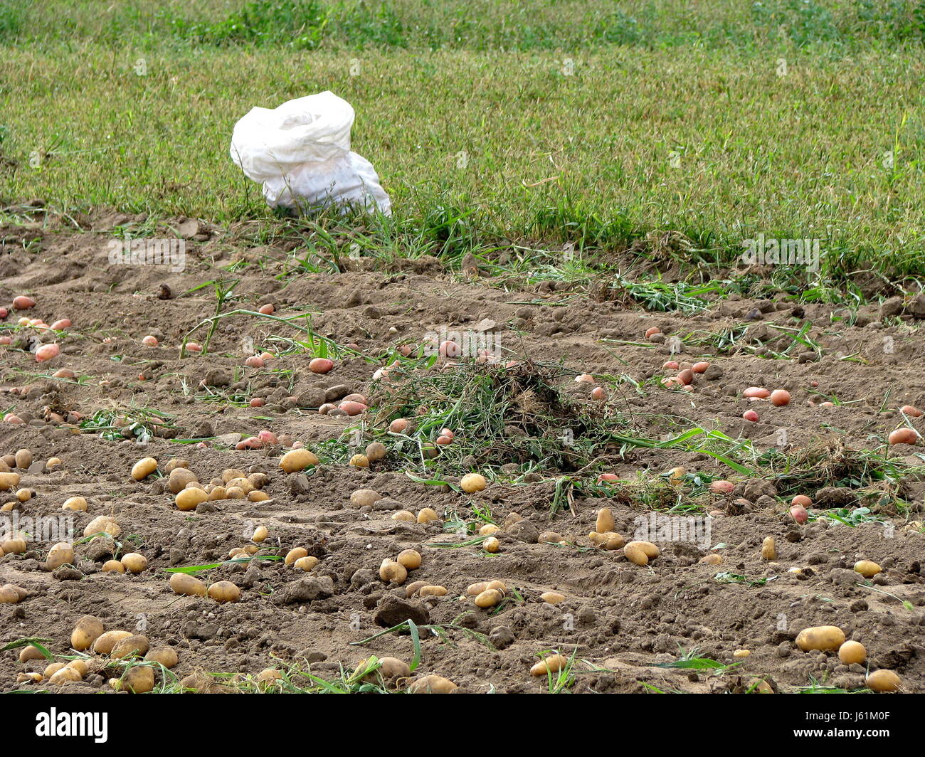 Kartoffelernte hi-res stock photography and images - Alamy