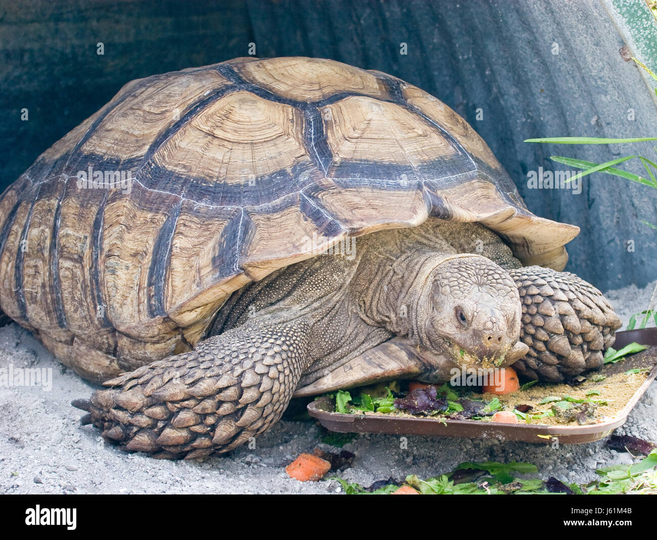 animal reptile amphibian shell protect protection turtle tortoise ...