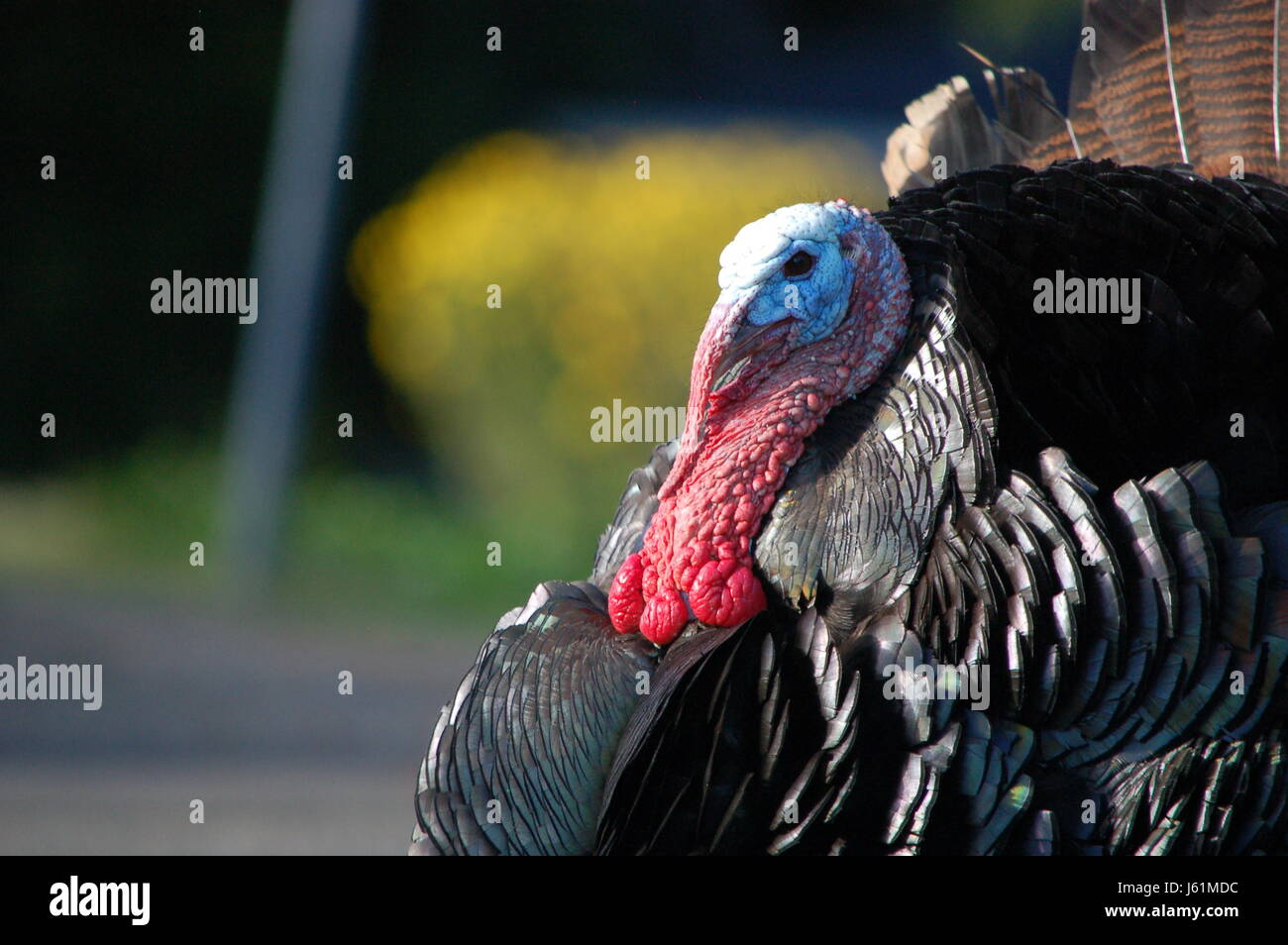 Wild turkey wandering around the streets of the Monclair Hills in Oakland, CA. They have very prominent snoods! Stock Photo