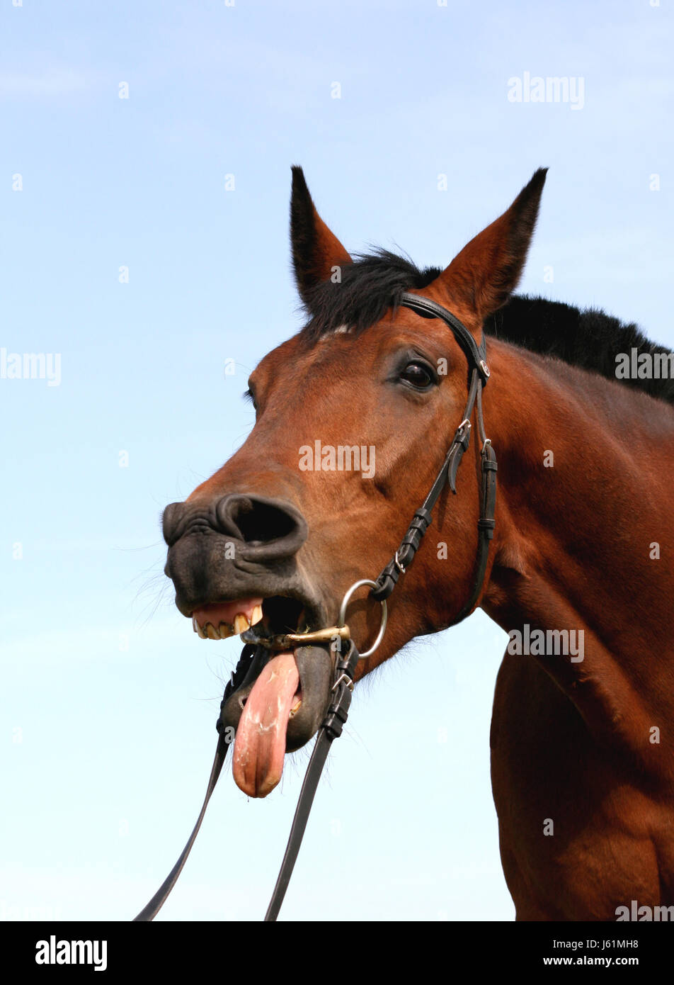 tongue horse mare riding yawn detail ride horse brown brownish