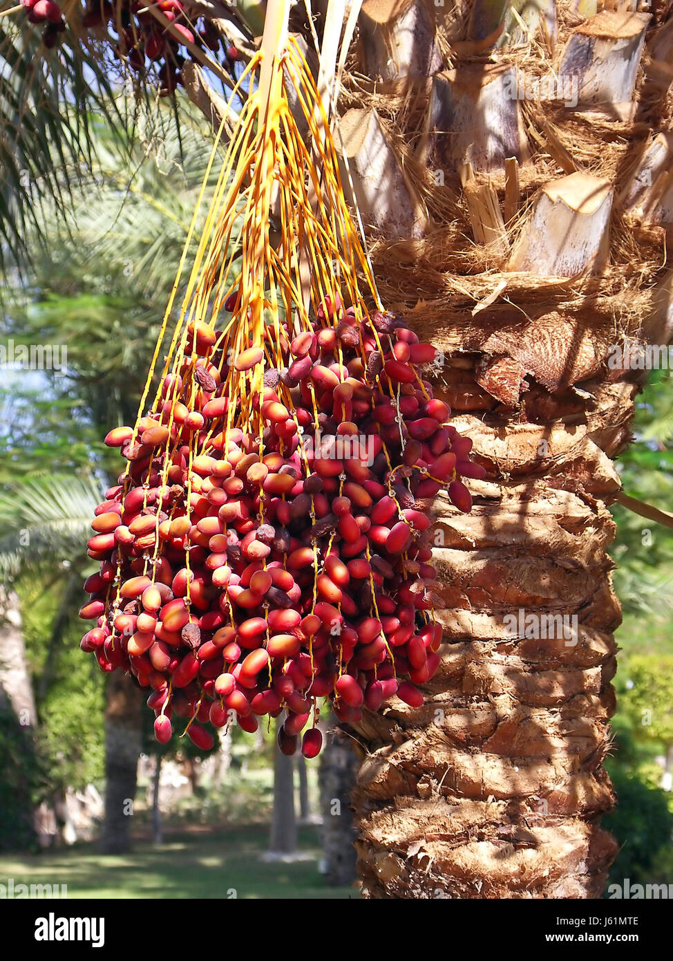 Paradise fruits hires stock photography and images Alamy