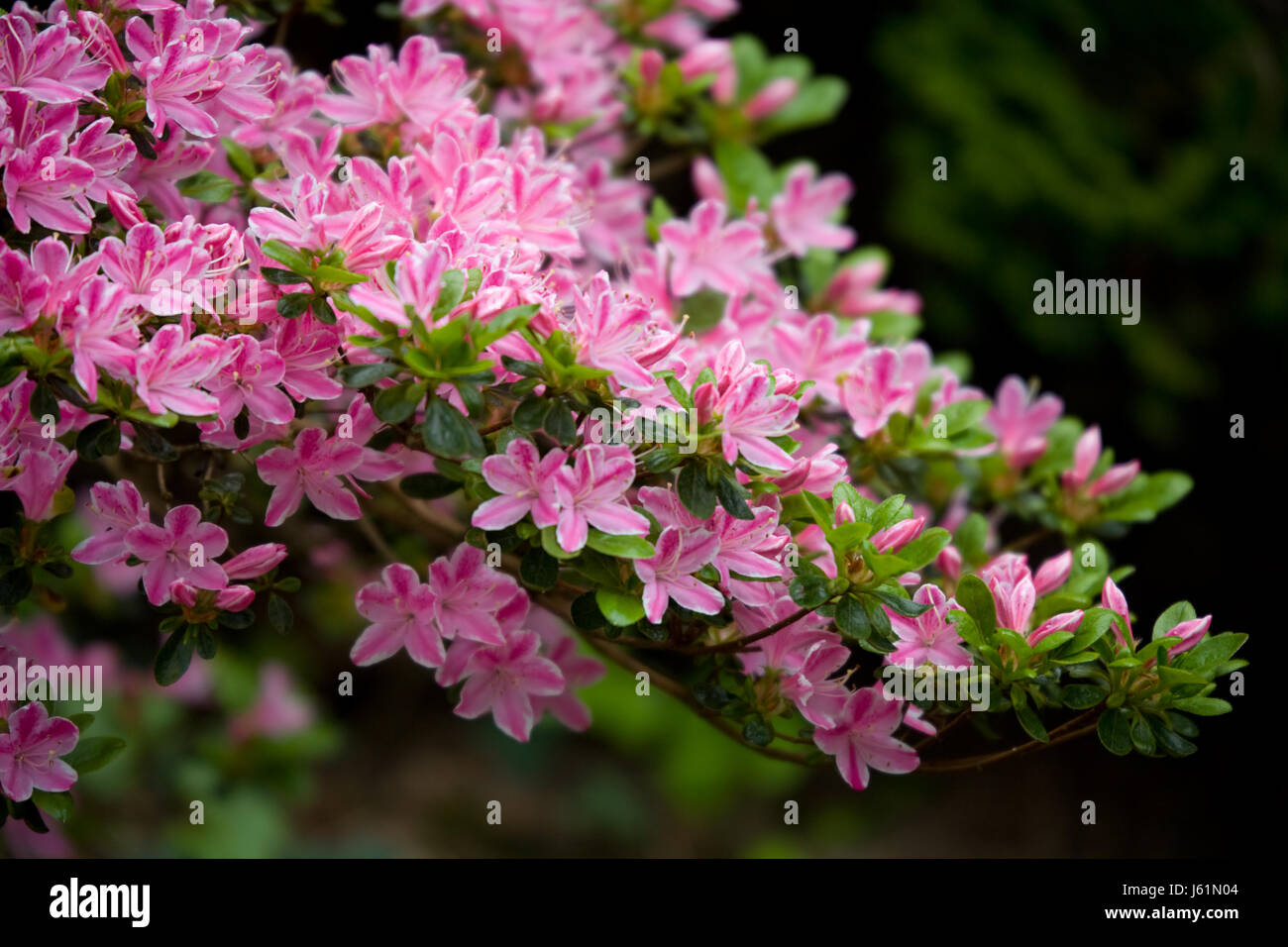 garden japanese gardens shrub pink green spring shrub pink azalee ...