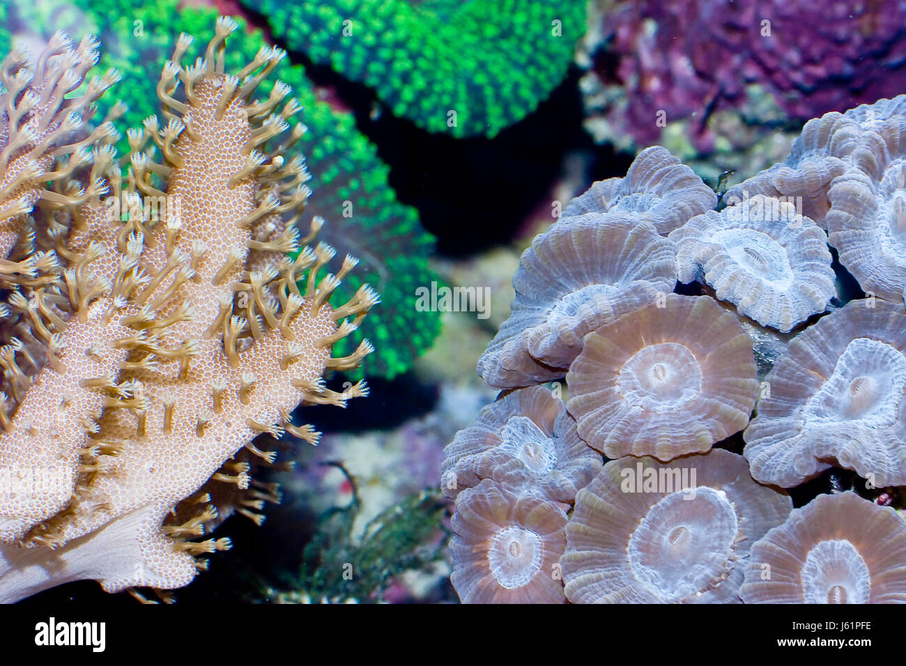 sea water corals macro close-up macro admission close up view aquarium salt Stock Photo