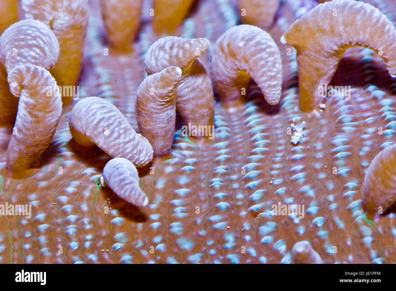 macro close-up macro admission close up view sea water coral macro close-up Stock Photo