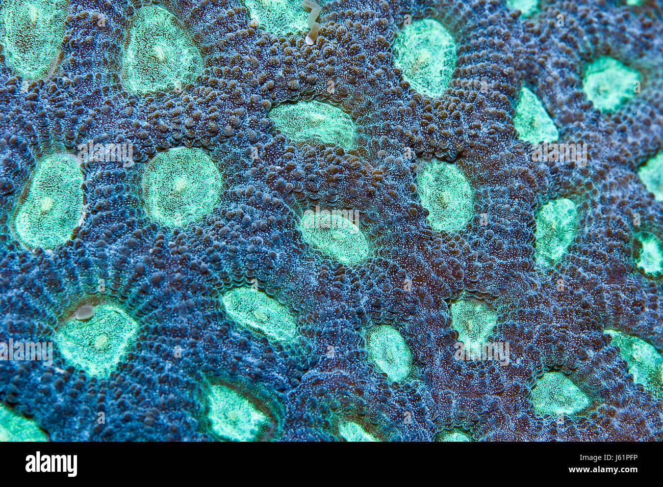 sea water polyps coral macro close-up macro admission close up view aquarium Stock Photo