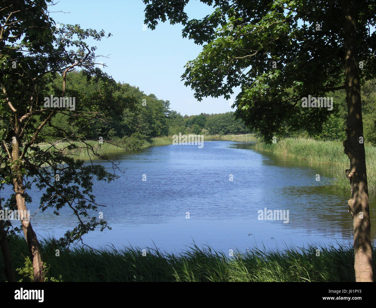 scenery countryside nature river water tree trees waters summer summerly reed Stock Photo