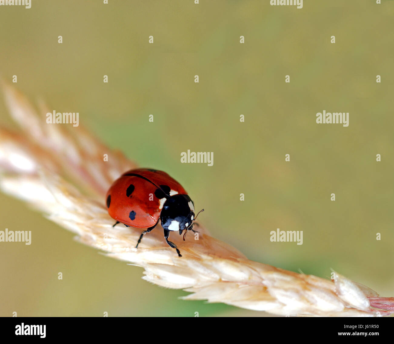insect beetle red ladybug insect beetle dots beige spotted blade of grass Stock Photo