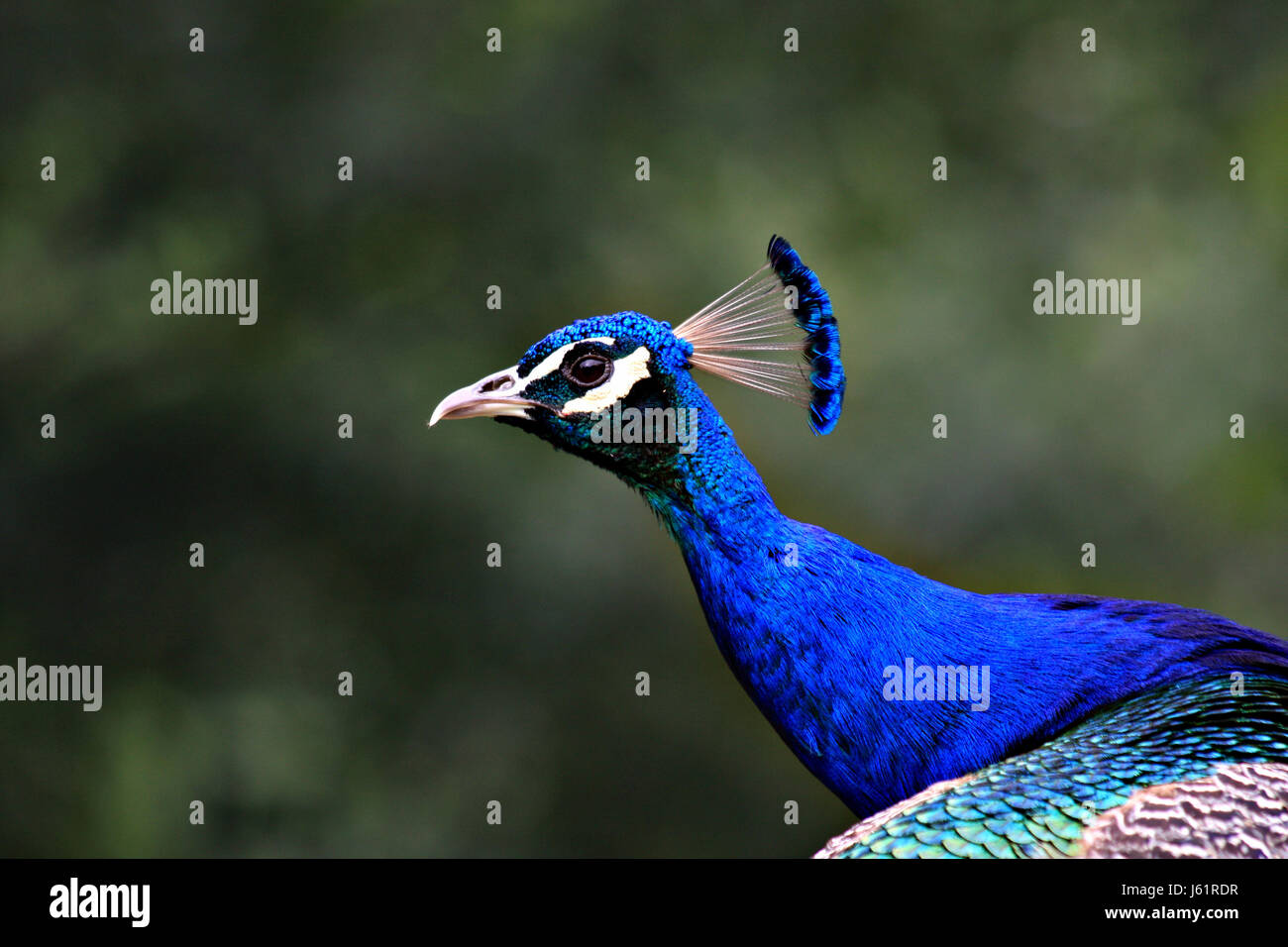 blue bird portrait birds coloured crown peacock braggarts proud pride blue bird Stock Photo
