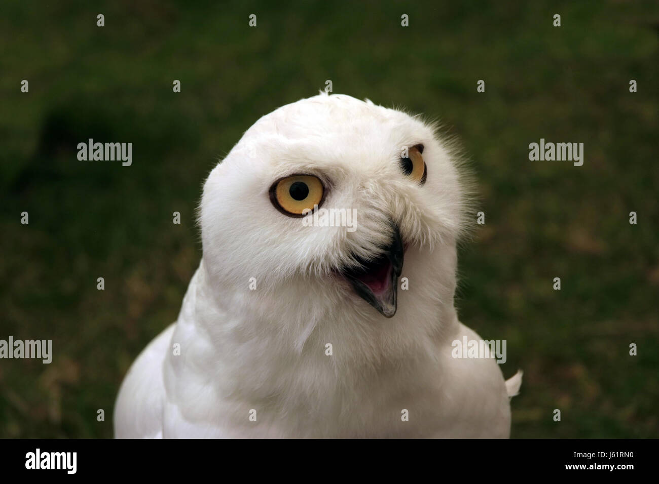 bird hunter eyes beak owl surprise shout animal bird wild hunter