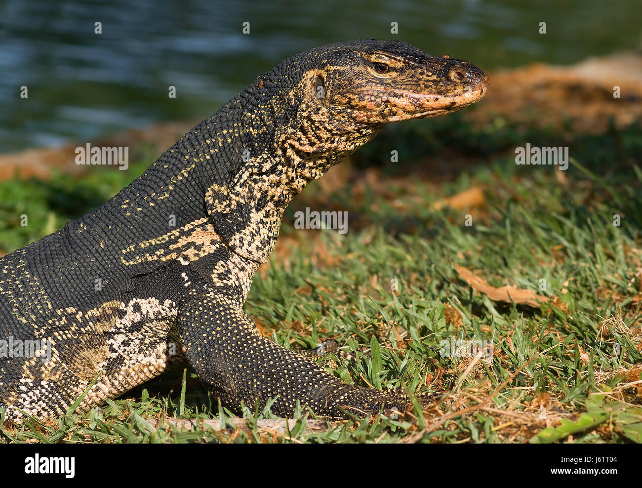 a monitor lizard Stock Photo - Alamy