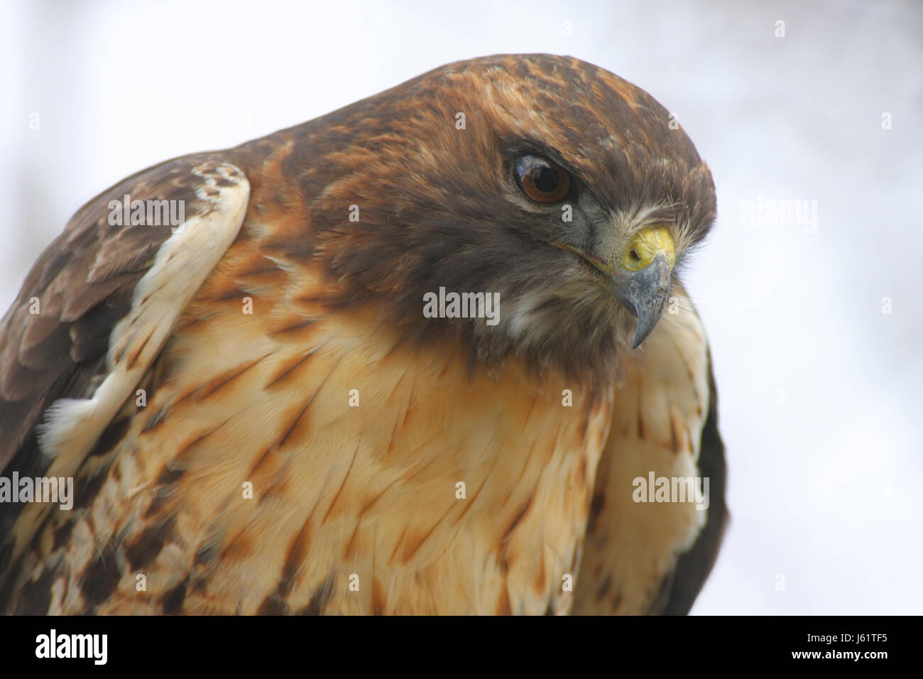 Avian Raptor Animal High Resolution Stock Photography and Images - Alamy
