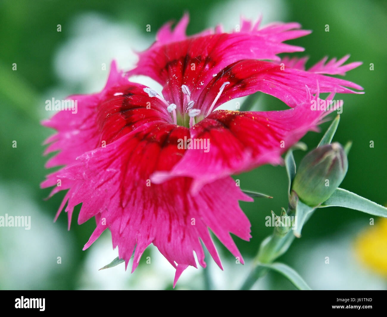carnation flower plant green carnation bloom blossom flourish