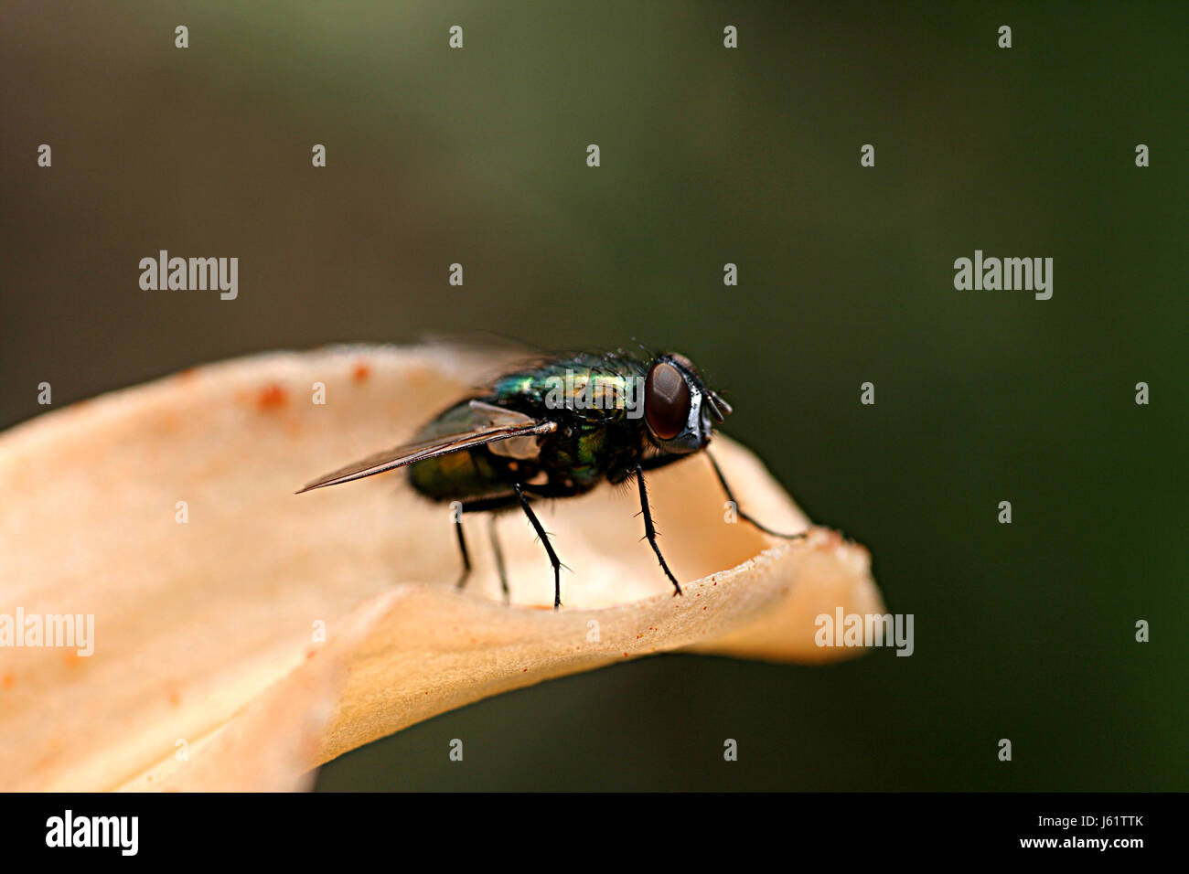 insect lily fly iridescence put sitting sit flies flys flying macro close-up Stock Photo