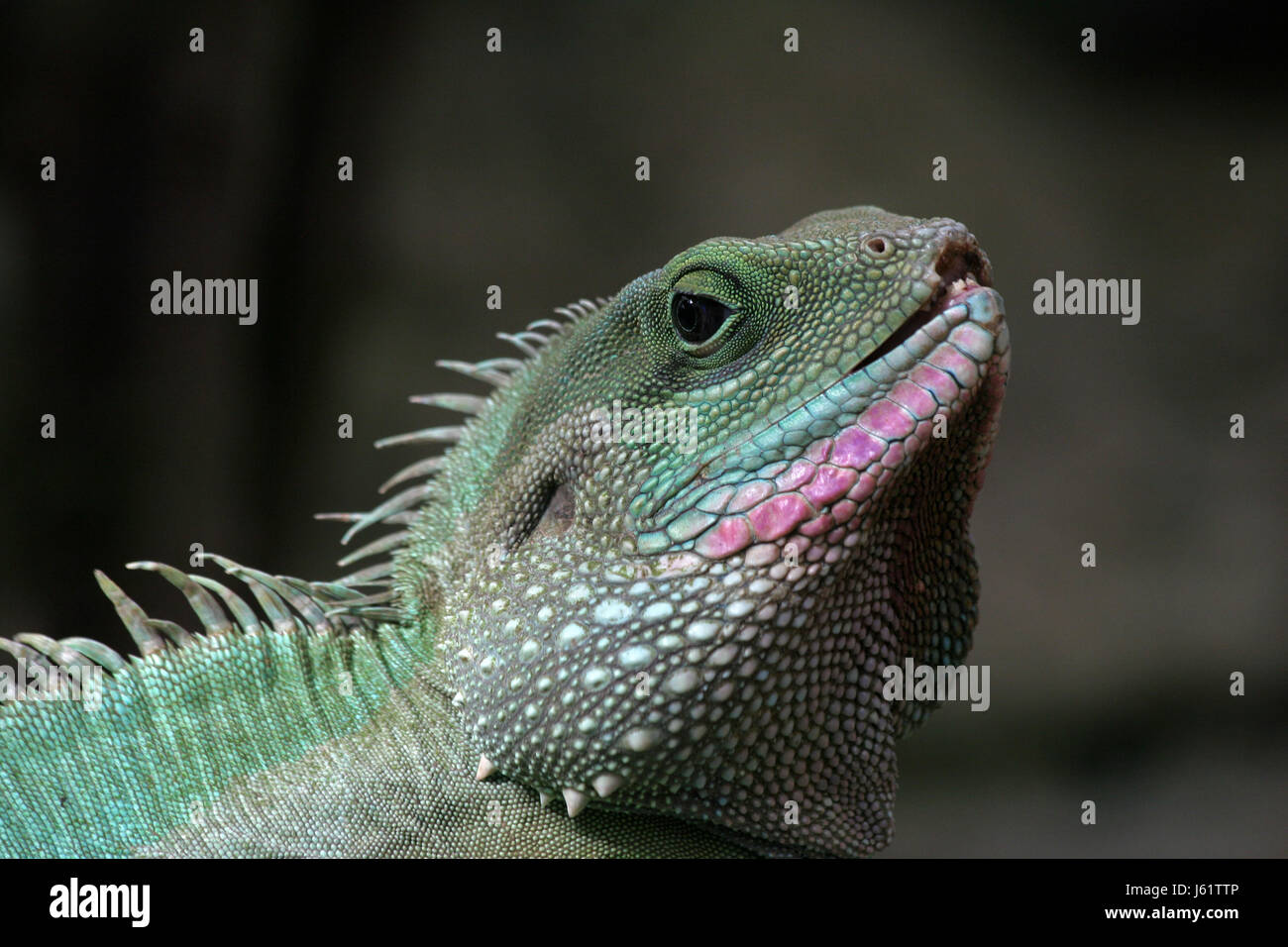 colour animal saurian coloured colourful gorgeous multifarious richly ...