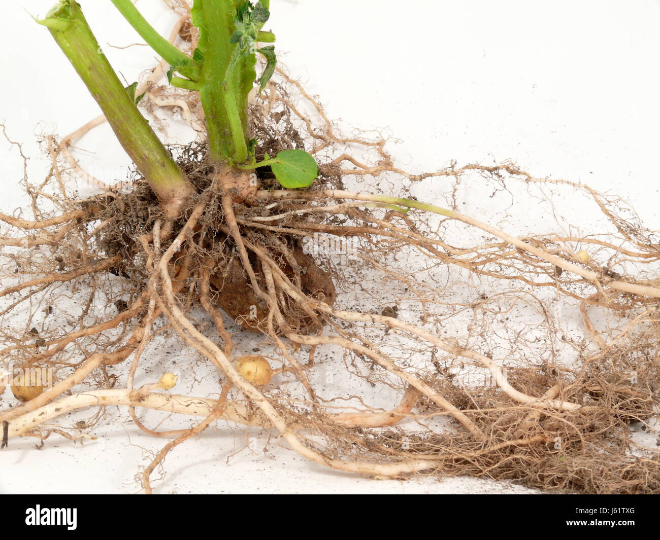 stolon Stock Photo - Alamy