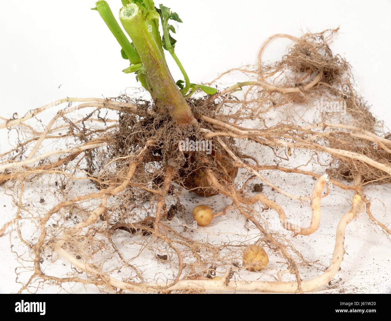 stolon Stock Photo - Alamy