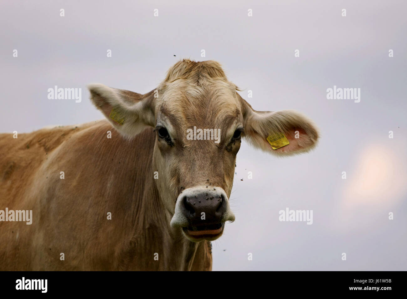 Kuhohren hi-res stock photography and images - Alamy