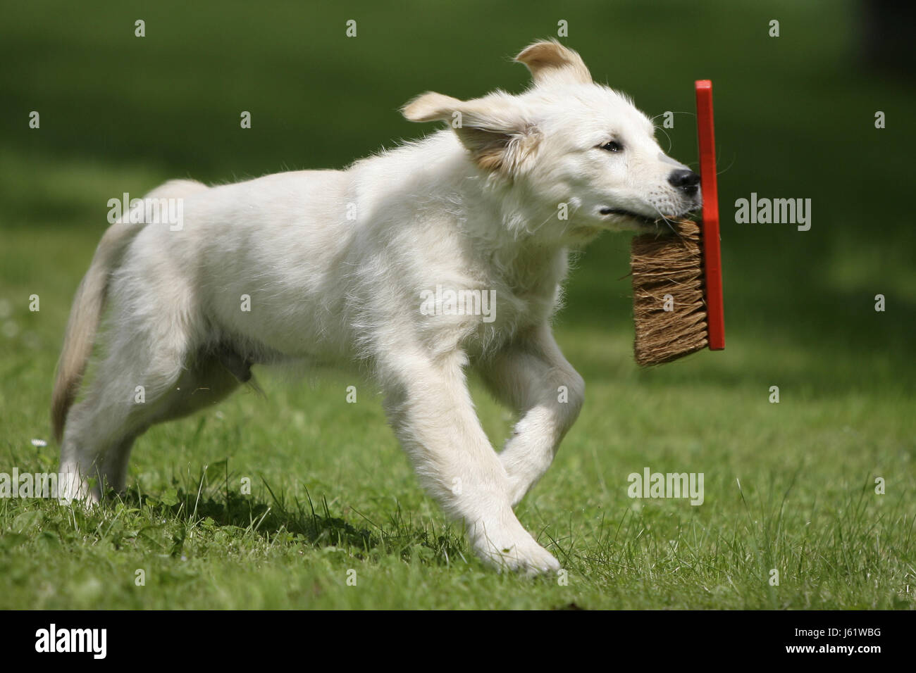 golden retriever puppy Stock Photo