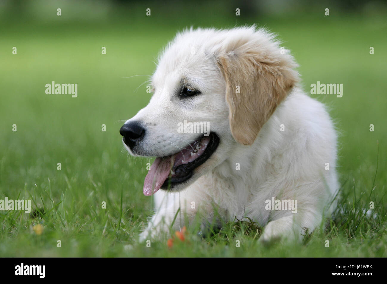 dog dogs golden puppy smaller young younger more retriever puppies whelps Stock Photo