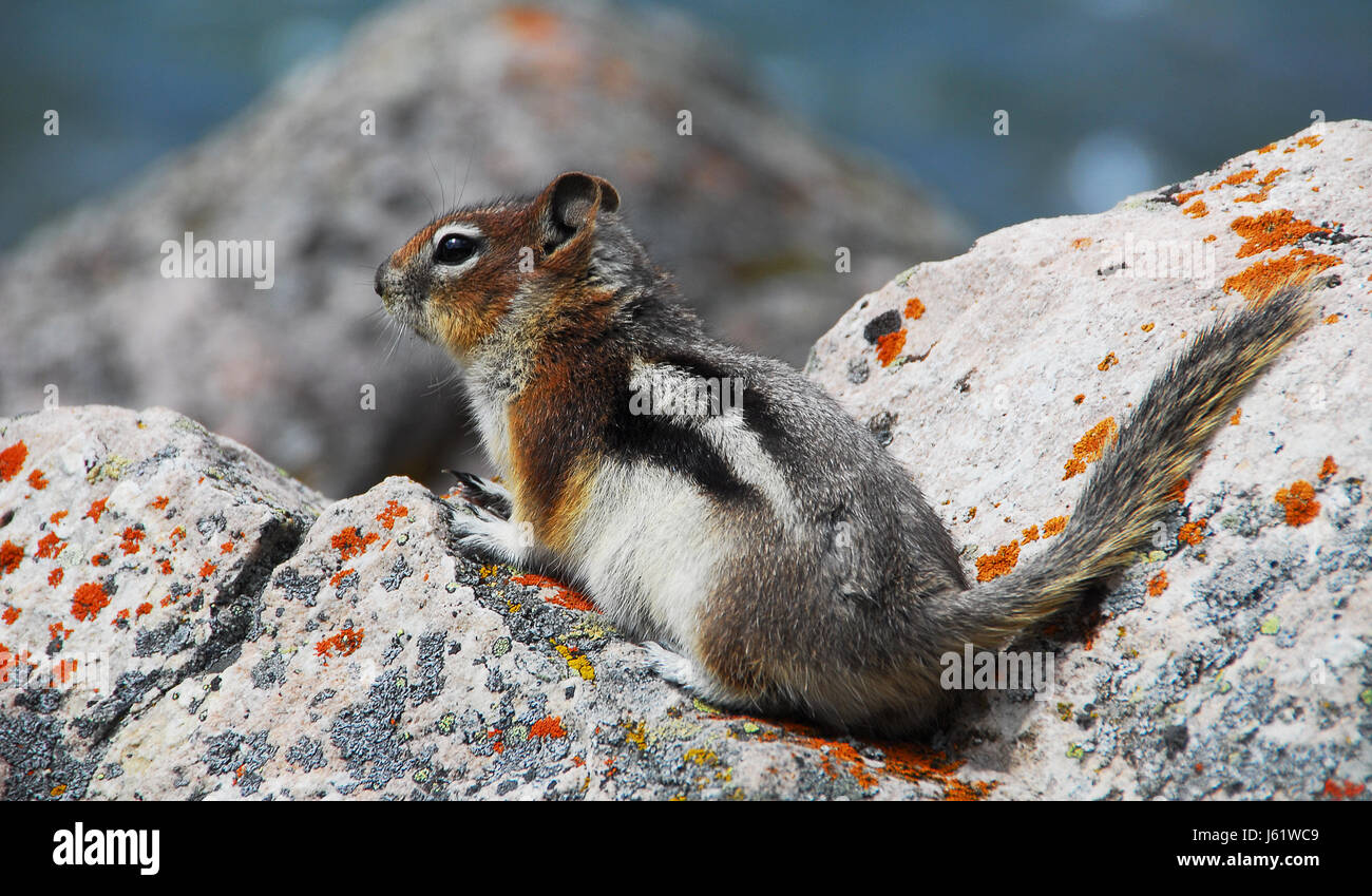 Small mammals of north america hires stock photography and images Alamy