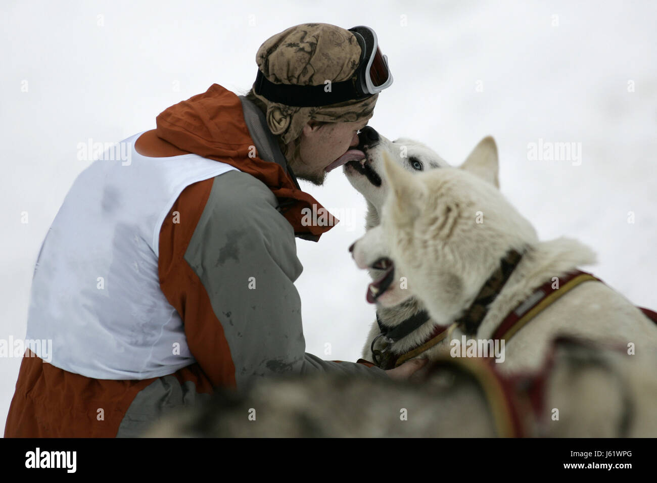 dog dogs racy feeling tongue dog dogs affection dear order rank pack