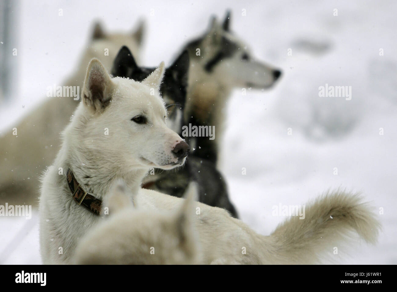 dog dogs connected dog dogs community hoot hooting howling howl sing