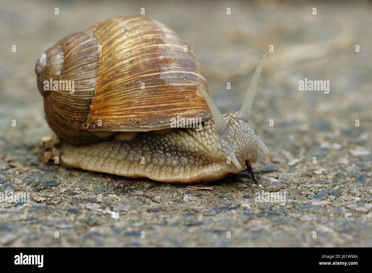 protected sheltered garden snail edible snail delicacy slow speed
