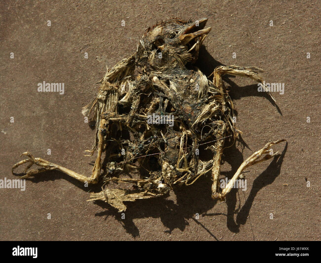 decayed bird Stock Photo