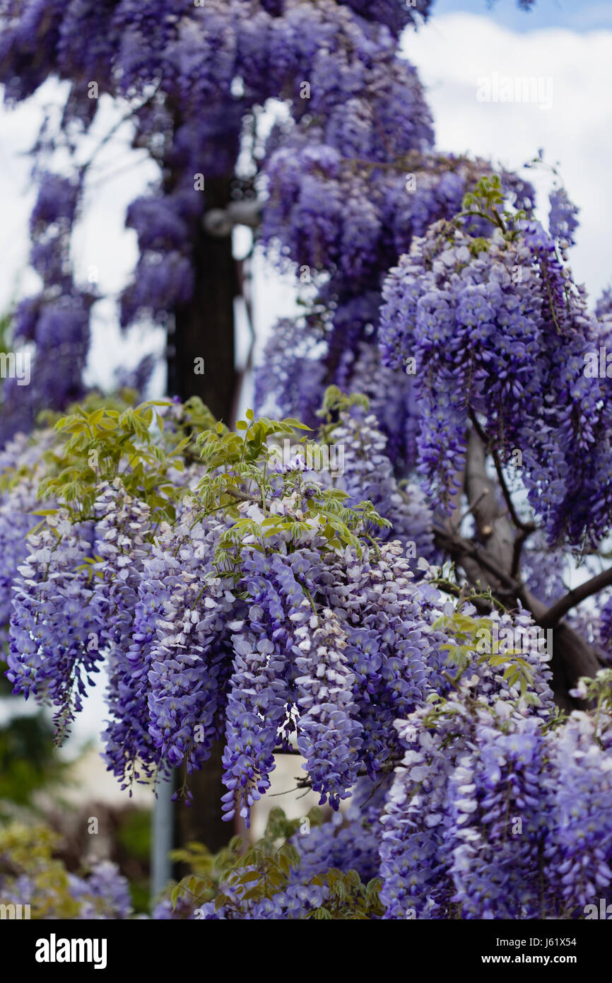 Yellow Wisteria High Resolution Stock Photography and Images Alamy