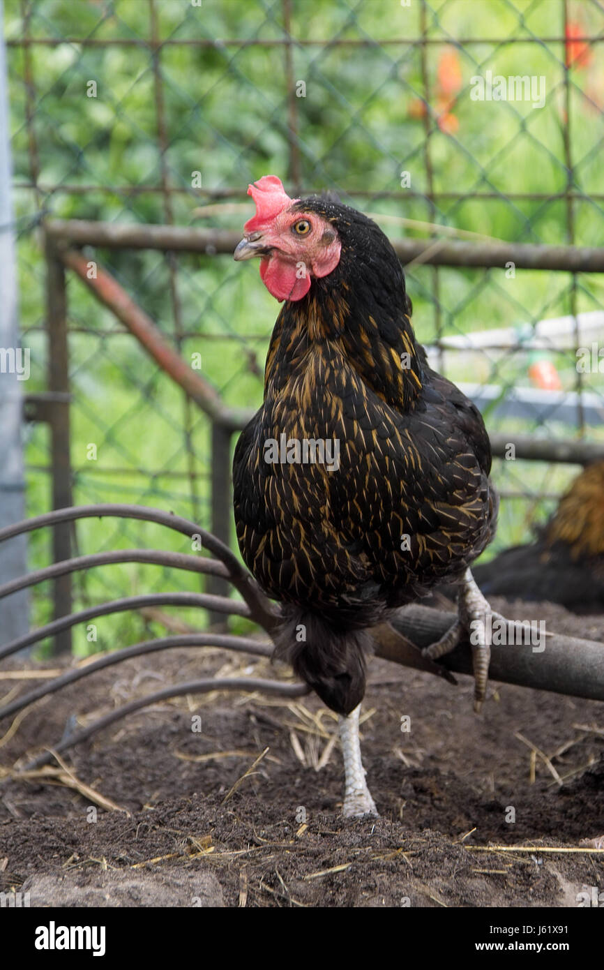 dirt fork farm chicken eggs dung fork eco garden feathers compost