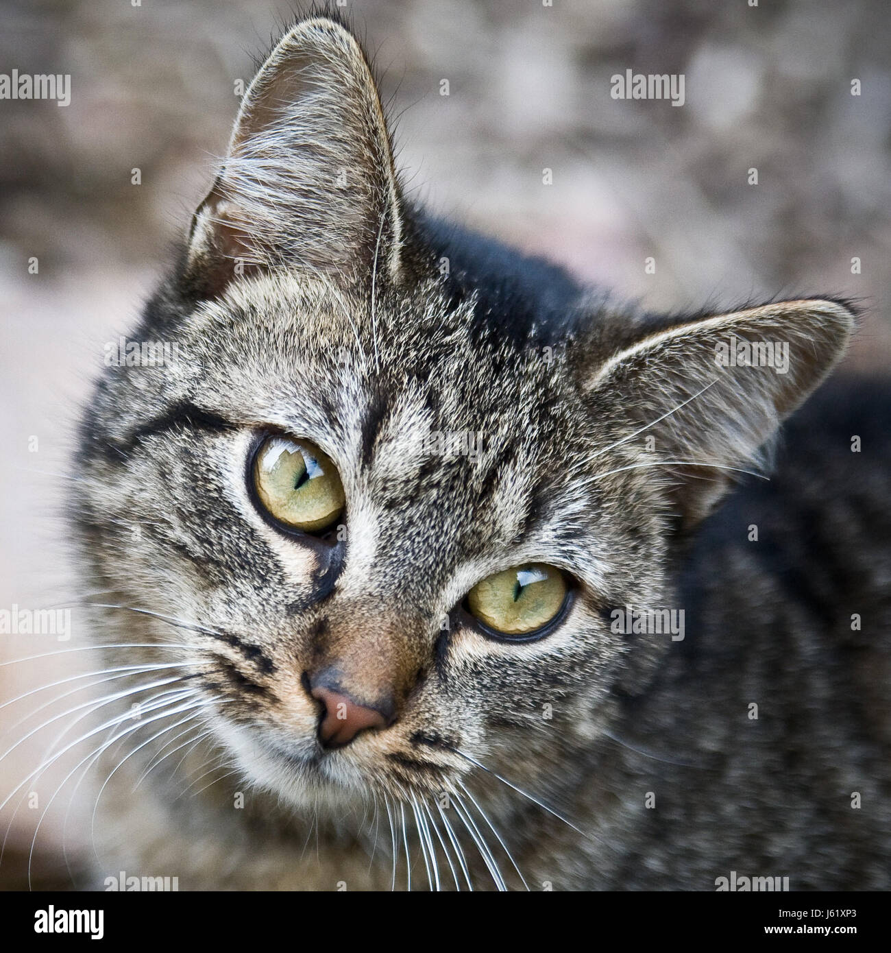 animal mammal fur paws pussycat cat domestic cat closeup animal mammal