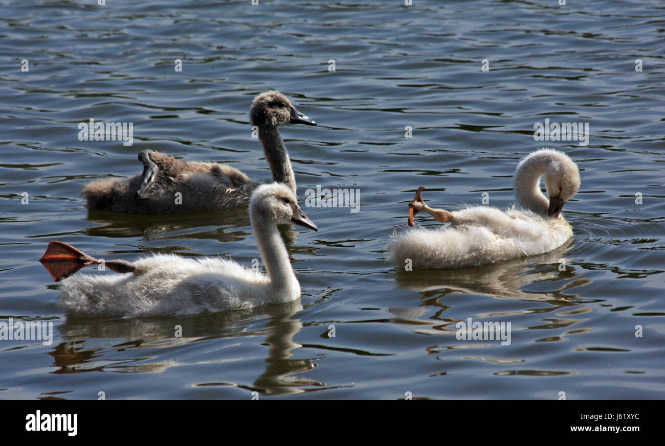 bird swans swan birds offspring outing fresh water lake inland water