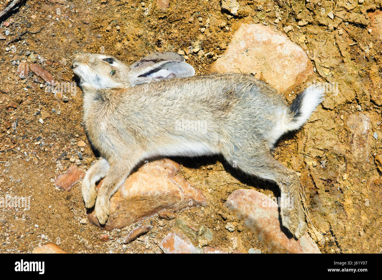 animal rabbit bunny bunnies dead body corpse infected cadaver dead body  game Stock Photo - Alamy