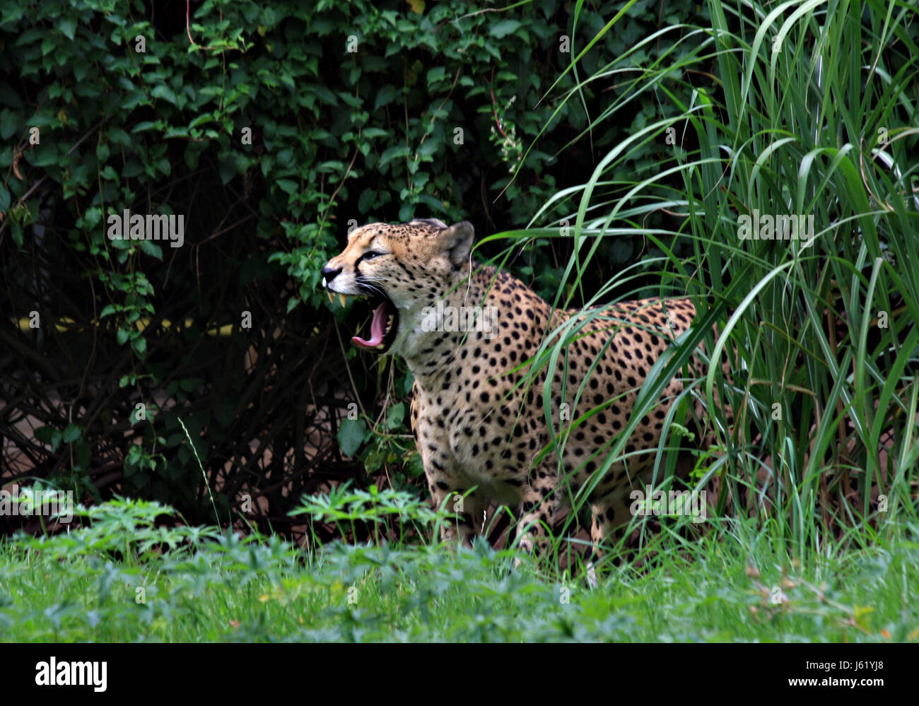 mammal predator cat big cat feline predator cheetah game reserve wildcat mammal Stock Photo