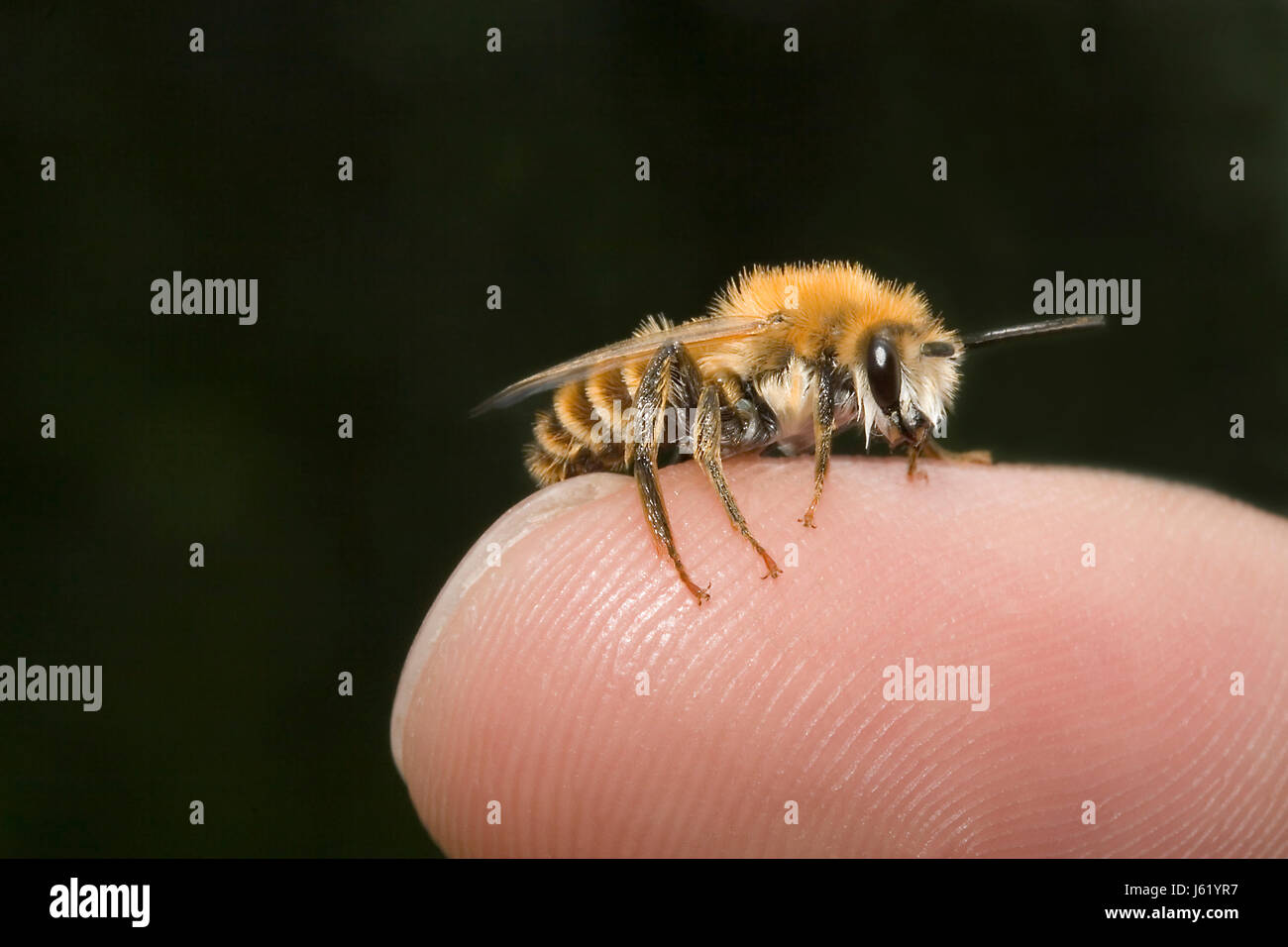 red mason bee Stock Photo - Alamy