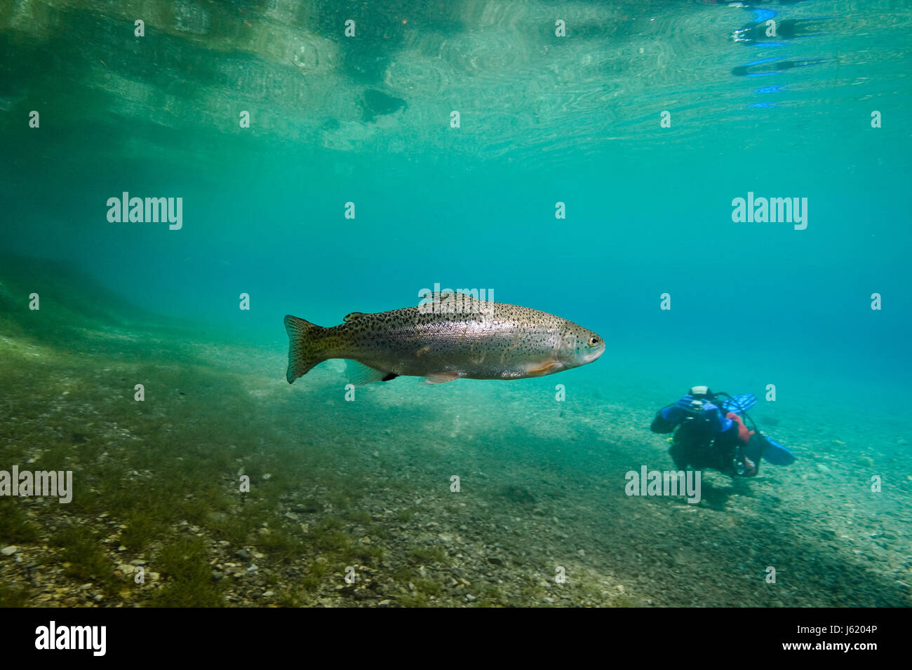 Grnersee hires stock photography and images Alamy
