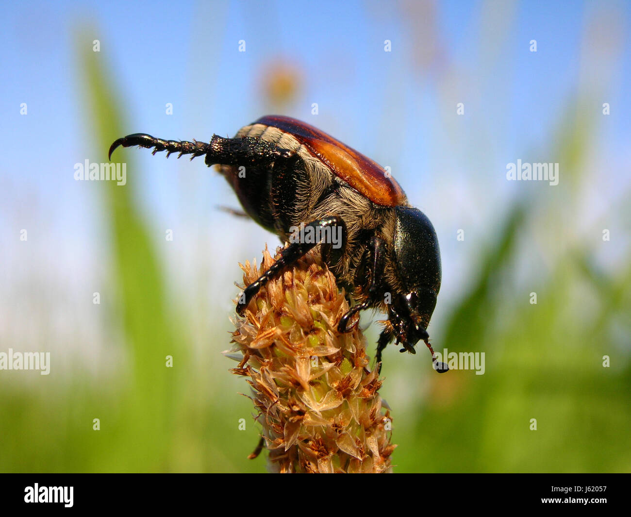 insect scrabble crawling beetle landing land cockchafer awkward headstand Stock Photo