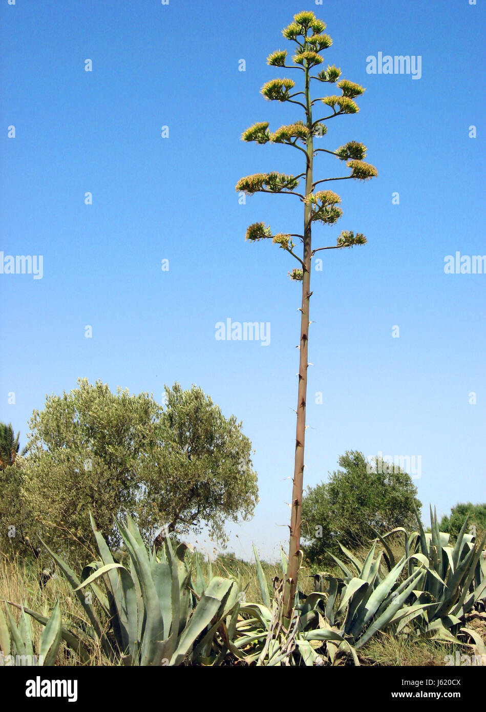 blue plant dry dried up barren reservoir bloom blossom flourish flourishing Stock Photo