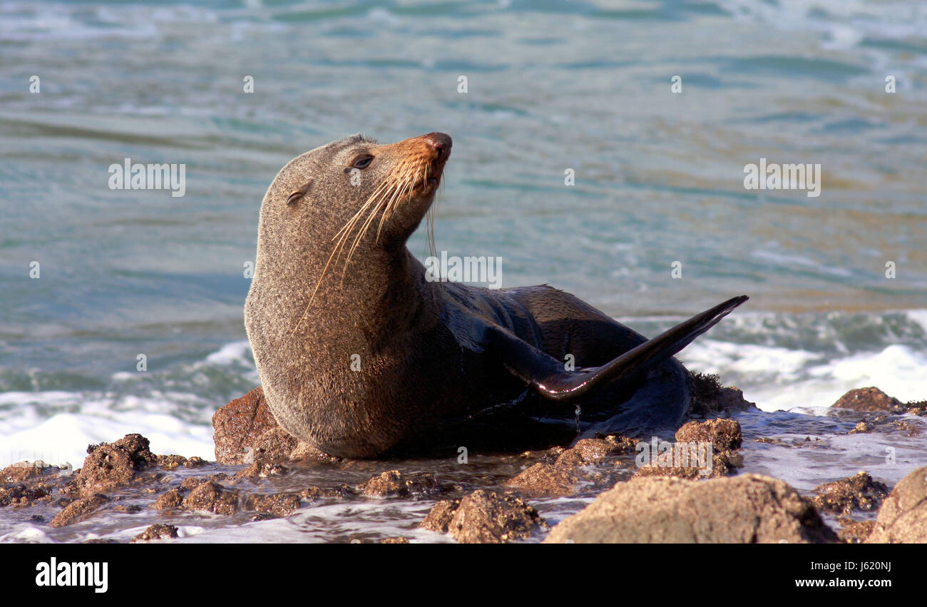 rock seal sea lion salt water sea ocean water antarctic ears rock new zealand Stock Photo