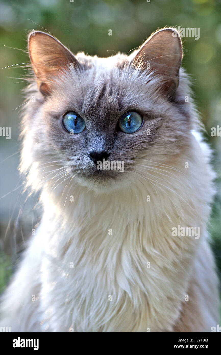 Long Hairs Pussycat Cat Domestic Cat Blue Animal Pet Eyes Skin Beige Long Hairs Long Hairs Pussycat Cat Domestic Cat Blue Animal Pet Eyes Skin Beige Long Hairs