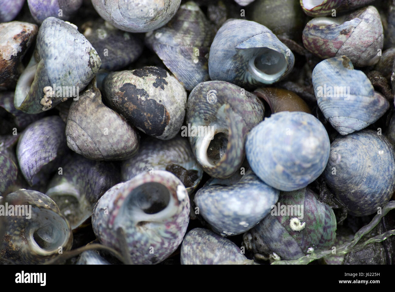 house building houses beach seaside the beach seashore snail snail ...