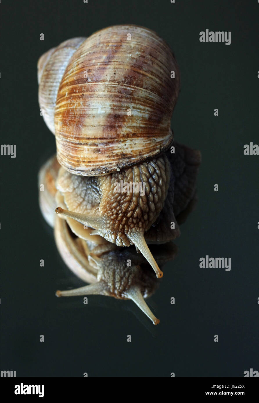 house building animal mirroring cornets snail edible snail snail shell ...