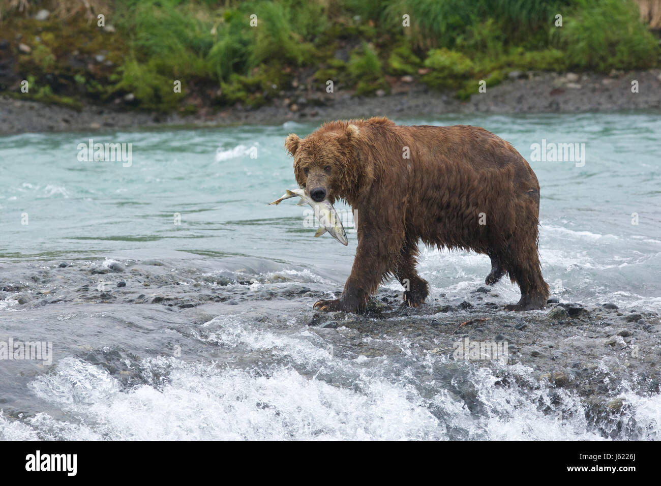 Game sanctuary hires stock photography and images Alamy