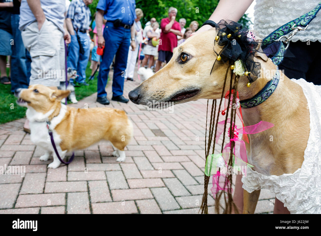 Indiana Chesterton,Thomas Centennial Park,Bark in the Park,dog,costume,greyhound,animal,pet,family families parent parents child children,Festival,fes Stock Photo