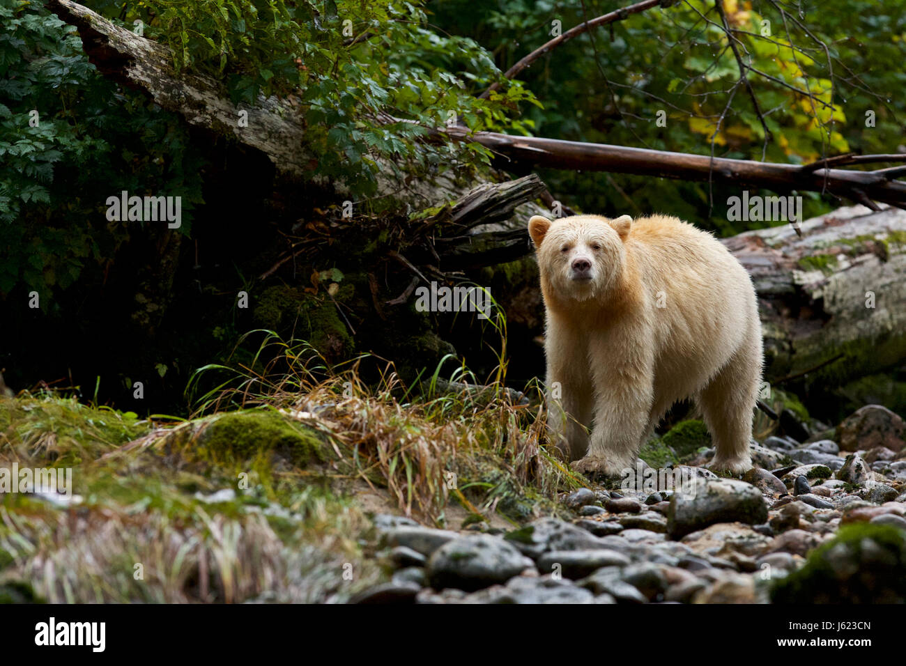 Kermode bear (Ursus americanus kermodei), also known as the 'spirit bear', British Columbia Stock Photo