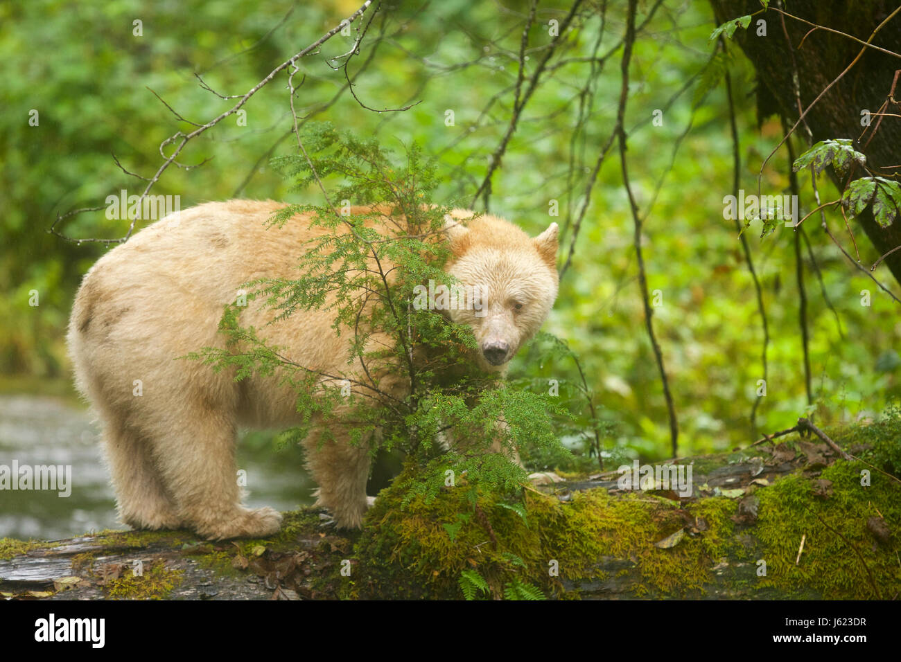 Kermode bear (Ursus americanus kermodei), also known as the "spirit bear", British Columbia Stock Photo