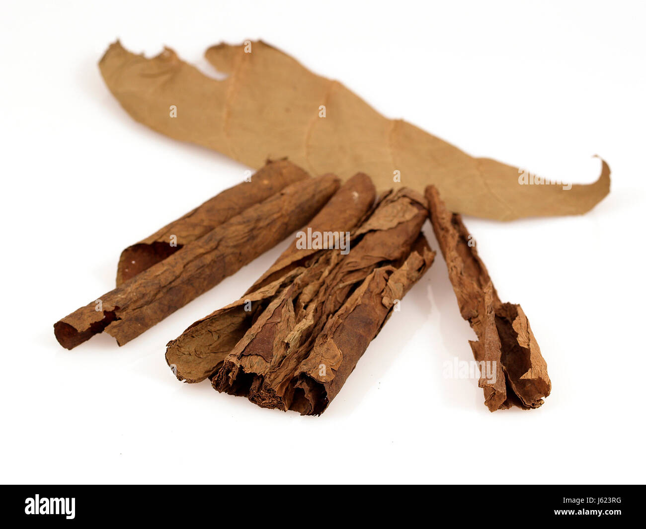cigar tobacco stripped down cigar useful plant dry dried up barren dried cuba Stock Photo