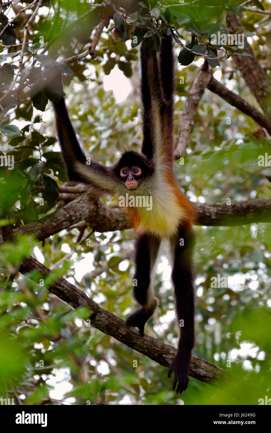 animal monkey clever at sign @ agile animal mammal fauna leaves monkey look Stock Photo