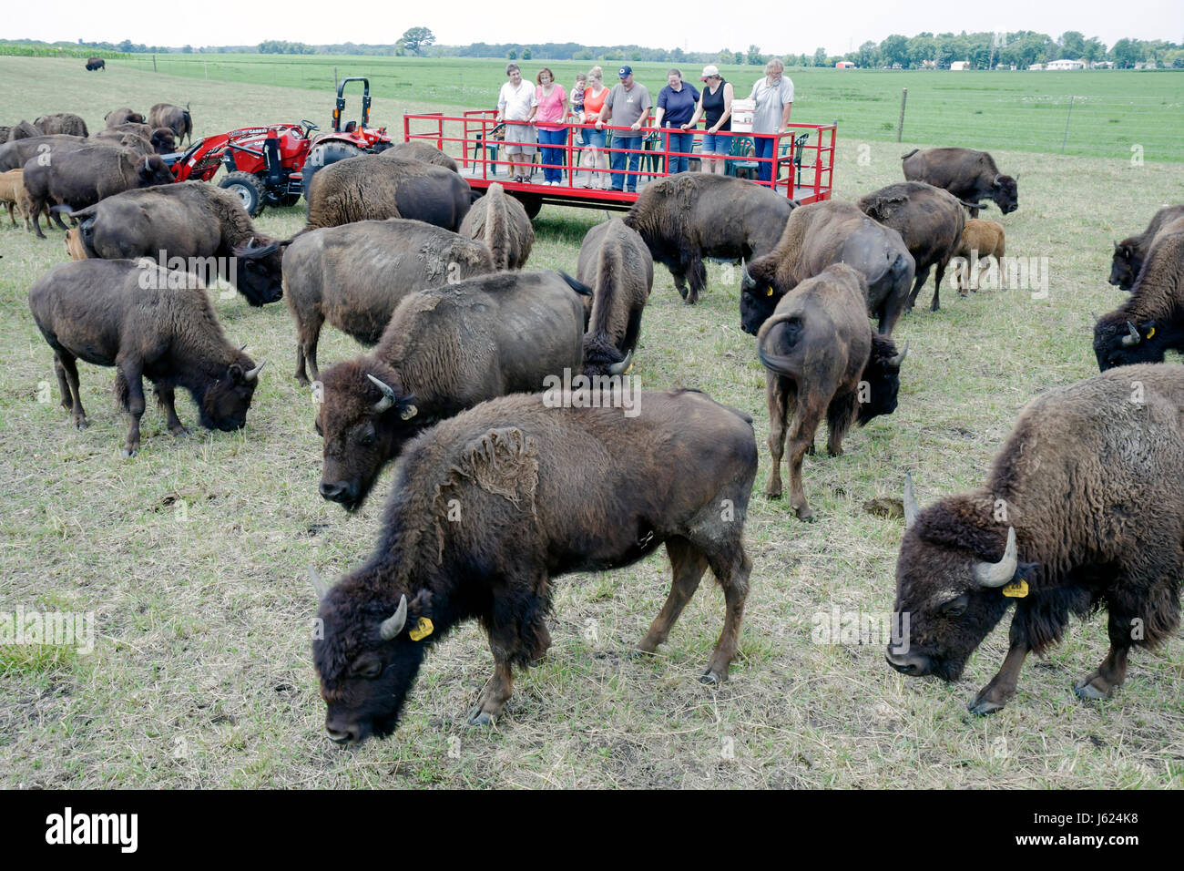 Valparaiso Indiana,Wheeler,Broken Wagon Bison,group,red tractor,herd
