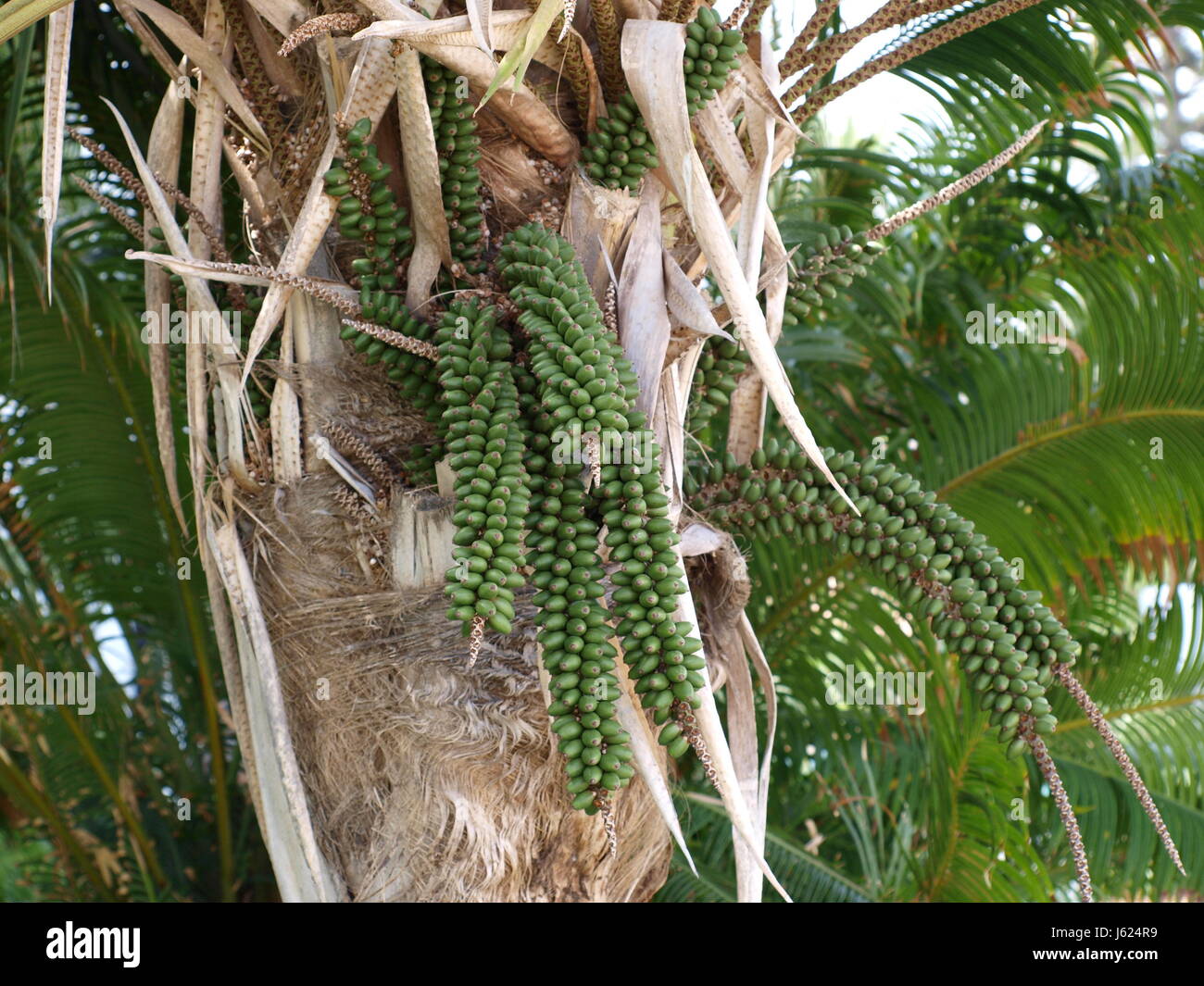 progenies fruits palms palm tree teneriffa date palm palmtrees tree green sperm Stock Photo